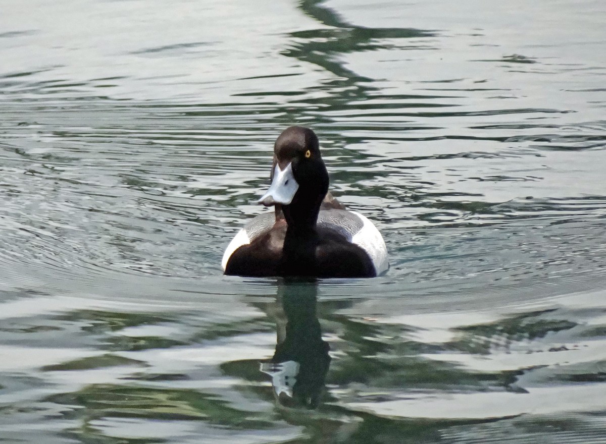 Greater Scaup - Gret Foust