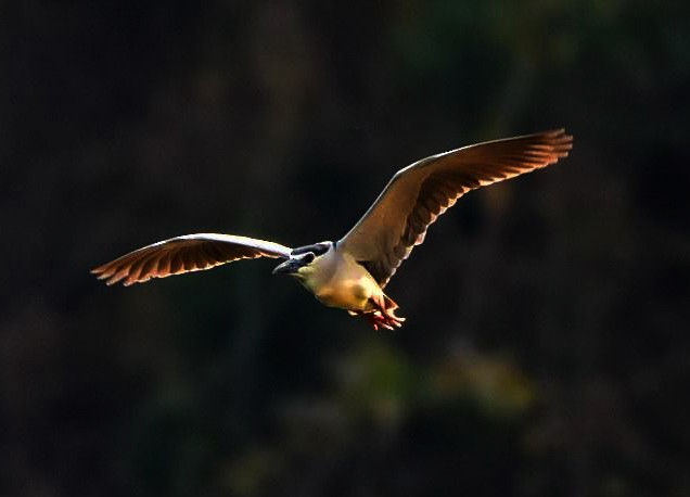 Black-crowned Night Heron - Sutita Wanprapa
