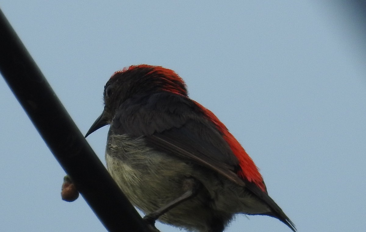 Scarlet-backed Flowerpecker - ML91844261