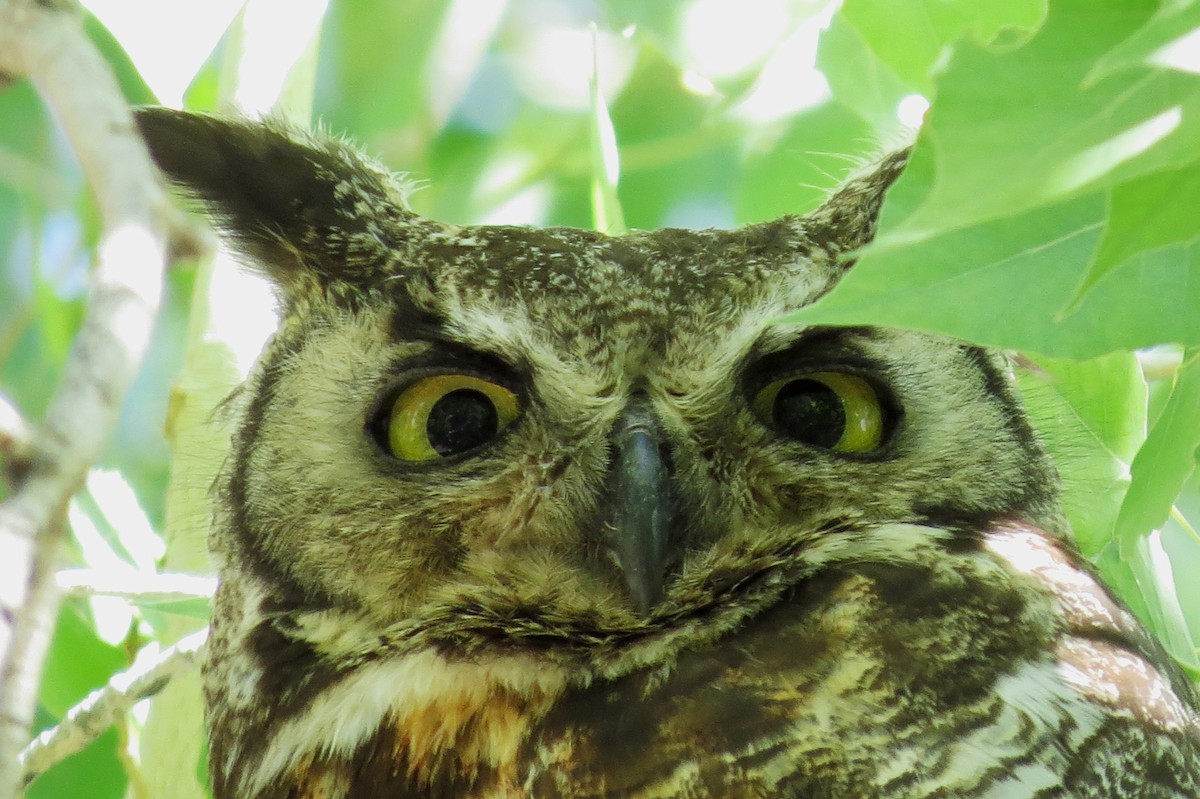 Great Horned Owl - Diane Drobka
