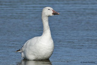 Snow Goose, ML91847941