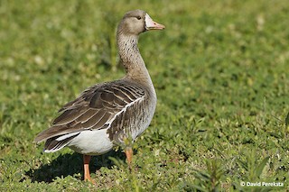 Greater White-fronted Goose, ML91847991