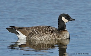 Cackling Goose (Aleutian), ML91848011