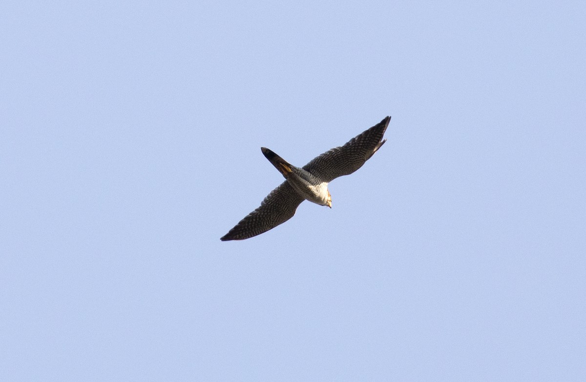 Red-necked Falcon - Swetha Krishna
