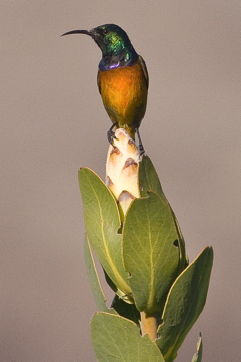 Orange-breasted Sunbird - Eric VanderWerf