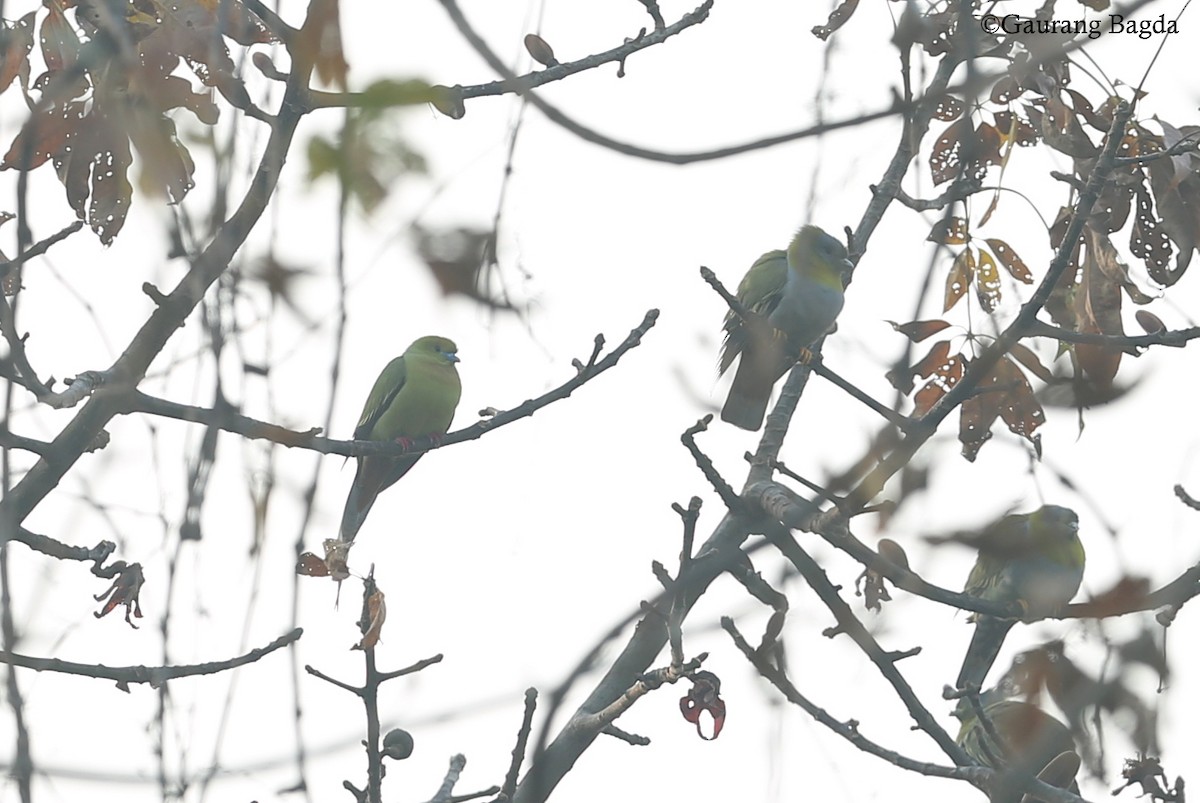 Pin-tailed Green-Pigeon - Gaurang Bagda