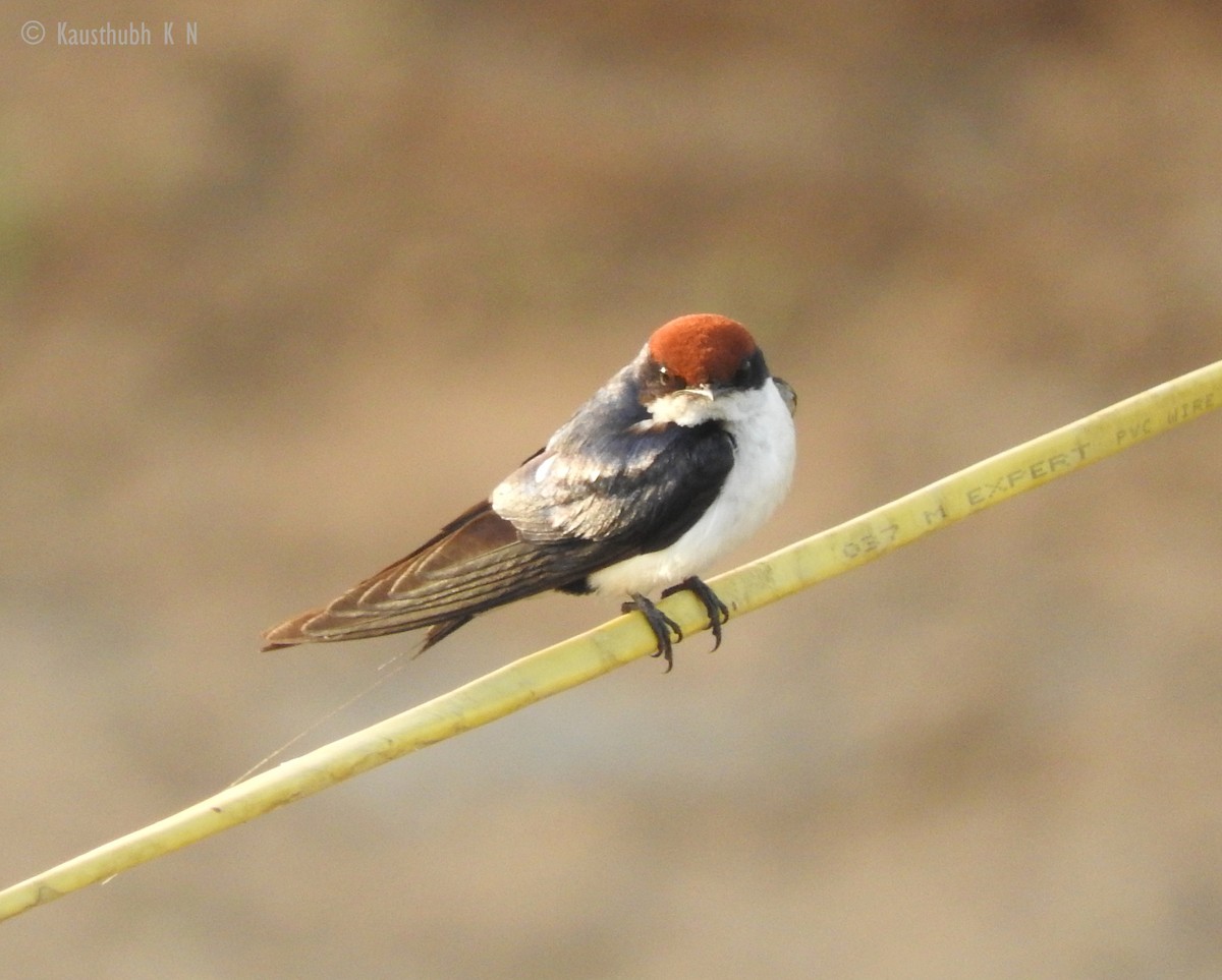 Wire-tailed Swallow - ML91851281