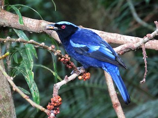  - Philippine Fairy-bluebird