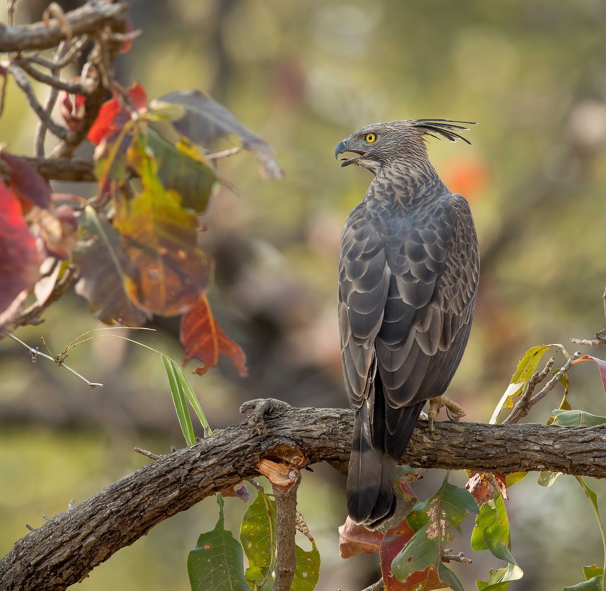 Changeable Hawk-Eagle (Crested) - Rajinikanth Kasthuri