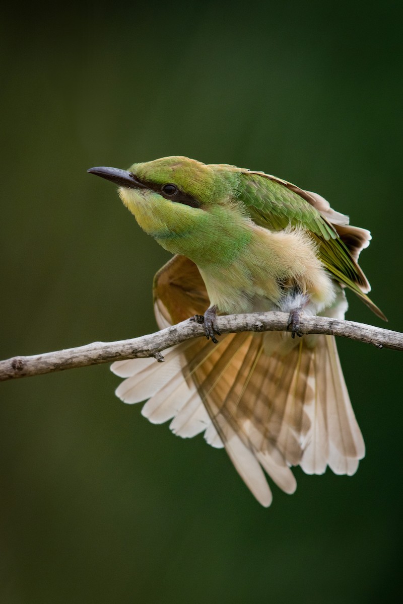 Asian Green Bee-eater - Melvin Jaison