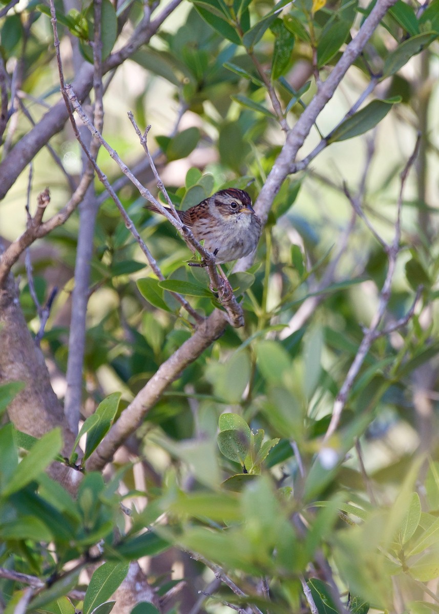 Swamp Sparrow - Jon Cefus