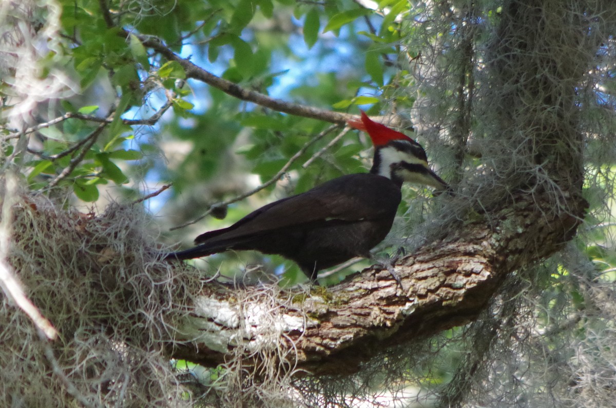 Pileated Woodpecker - John Sloane