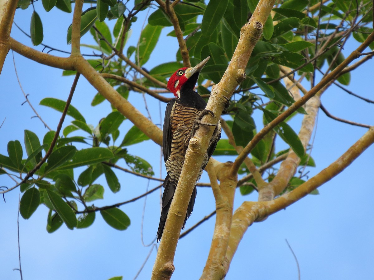 Crimson-crested Woodpecker - ML91858741