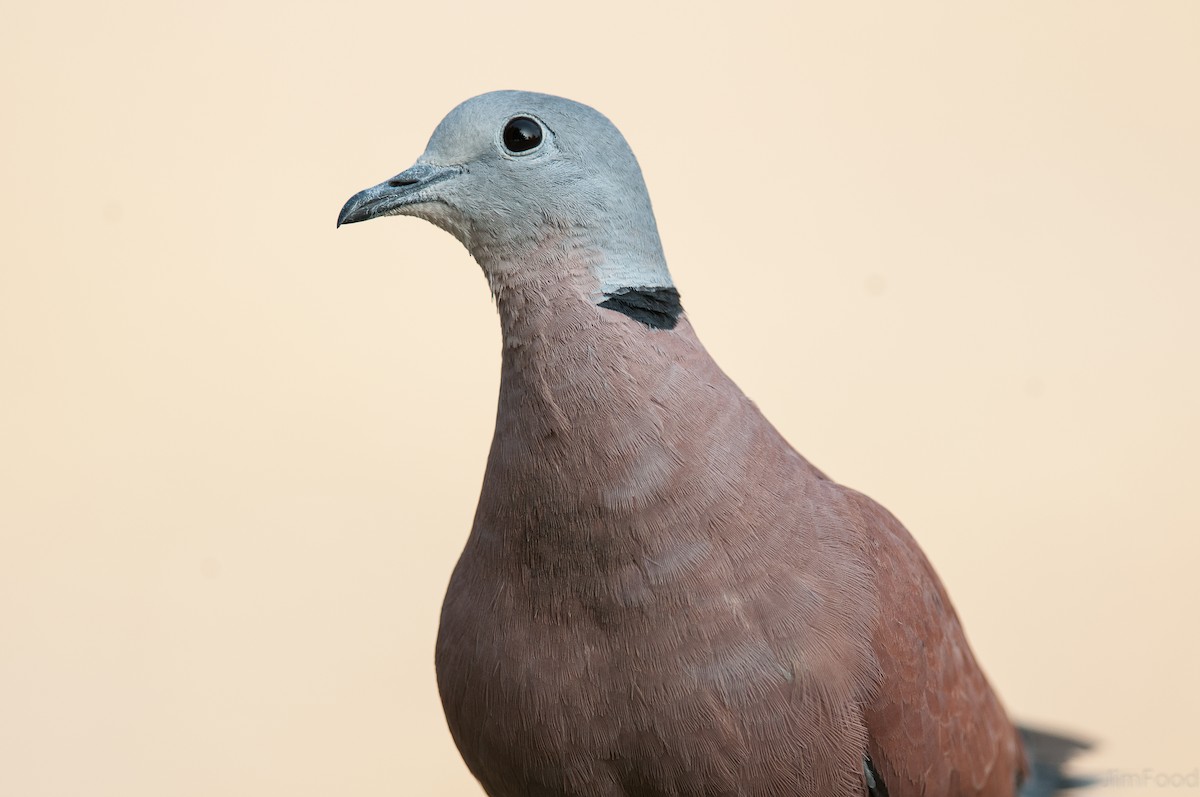 Red Collared-Dove - ML91859451