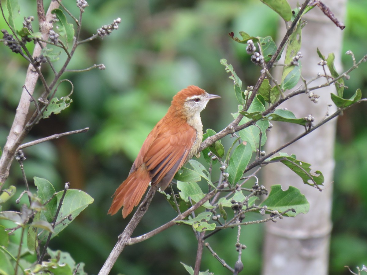 Rusty-backed Spinetail - Alex Mesquita