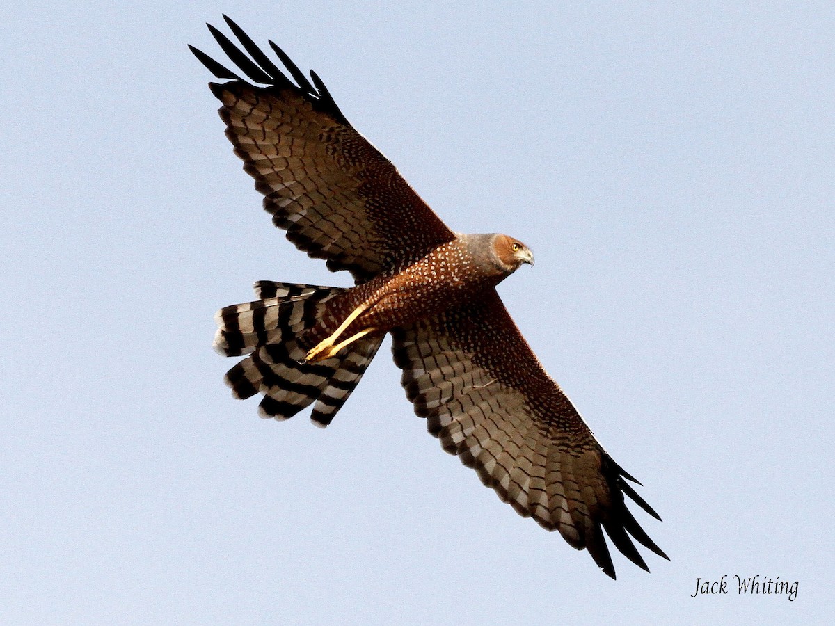 Spotted Harrier - Jack Whiting