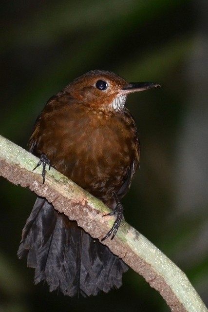 Black-tailed Leaftosser - Bruno Rennó
