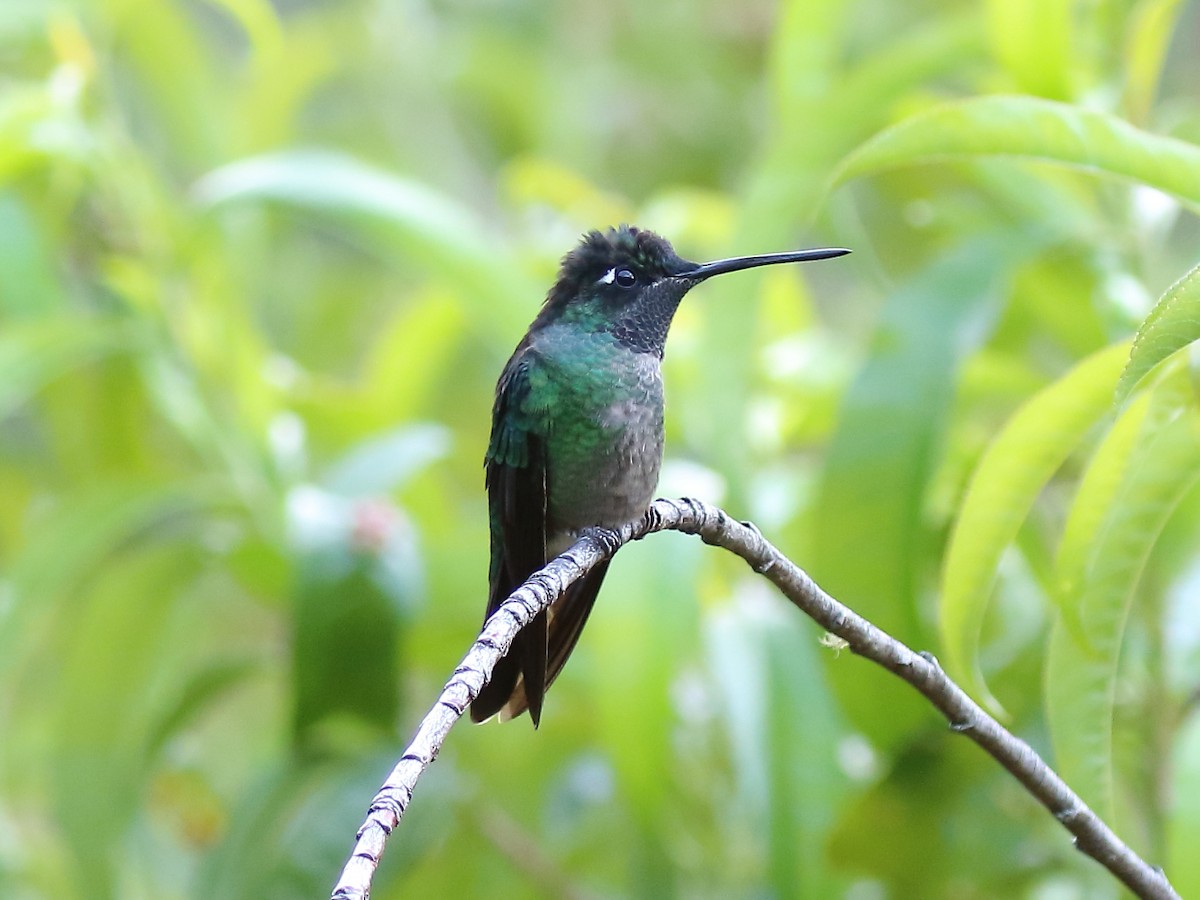 Talamanca Hummingbird - ML91861061