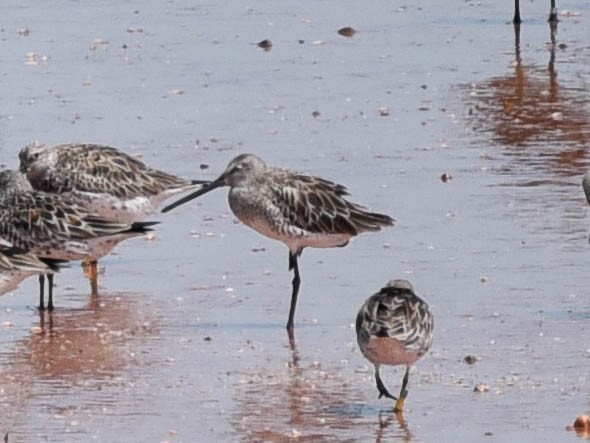Asian Dowitcher - ML91861171