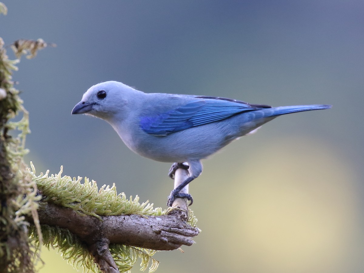 Blue-gray Tanager - ML91861221