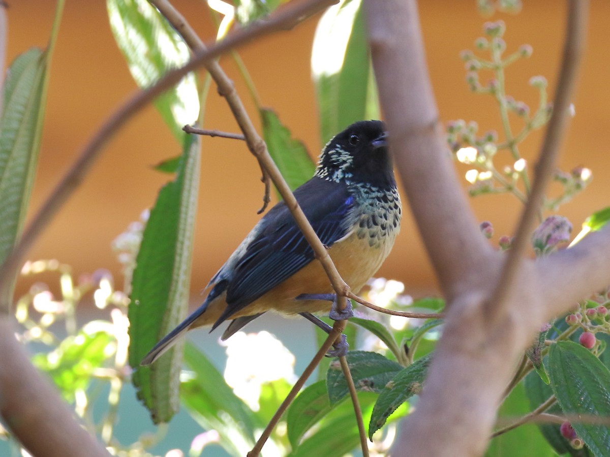 Spangle-cheeked Tanager - ML91861251