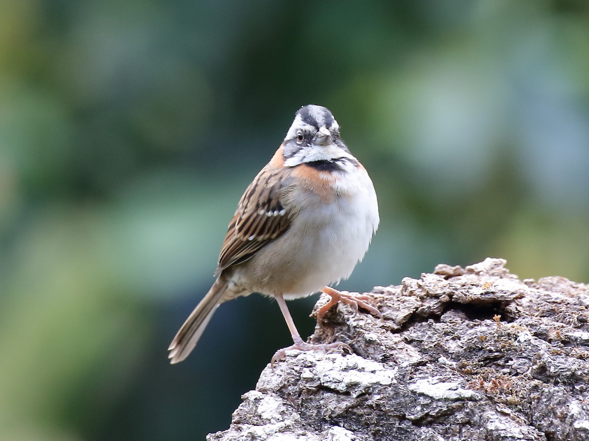 Rufous-collared Sparrow - ML91861371