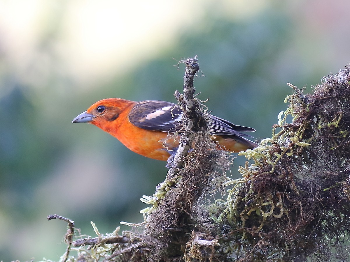 Flame-colored Tanager - ML91861381