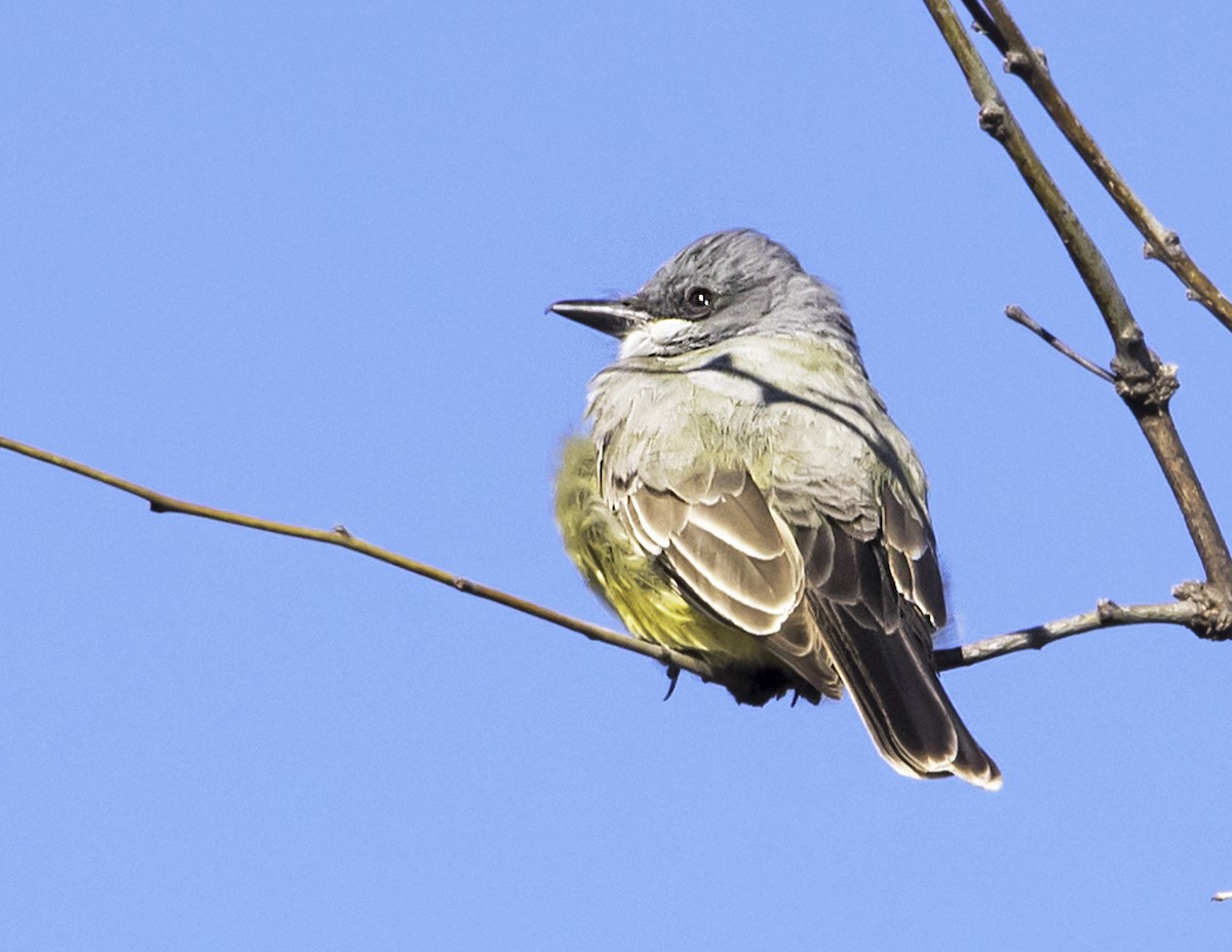 Cassin's Kingbird - james poling