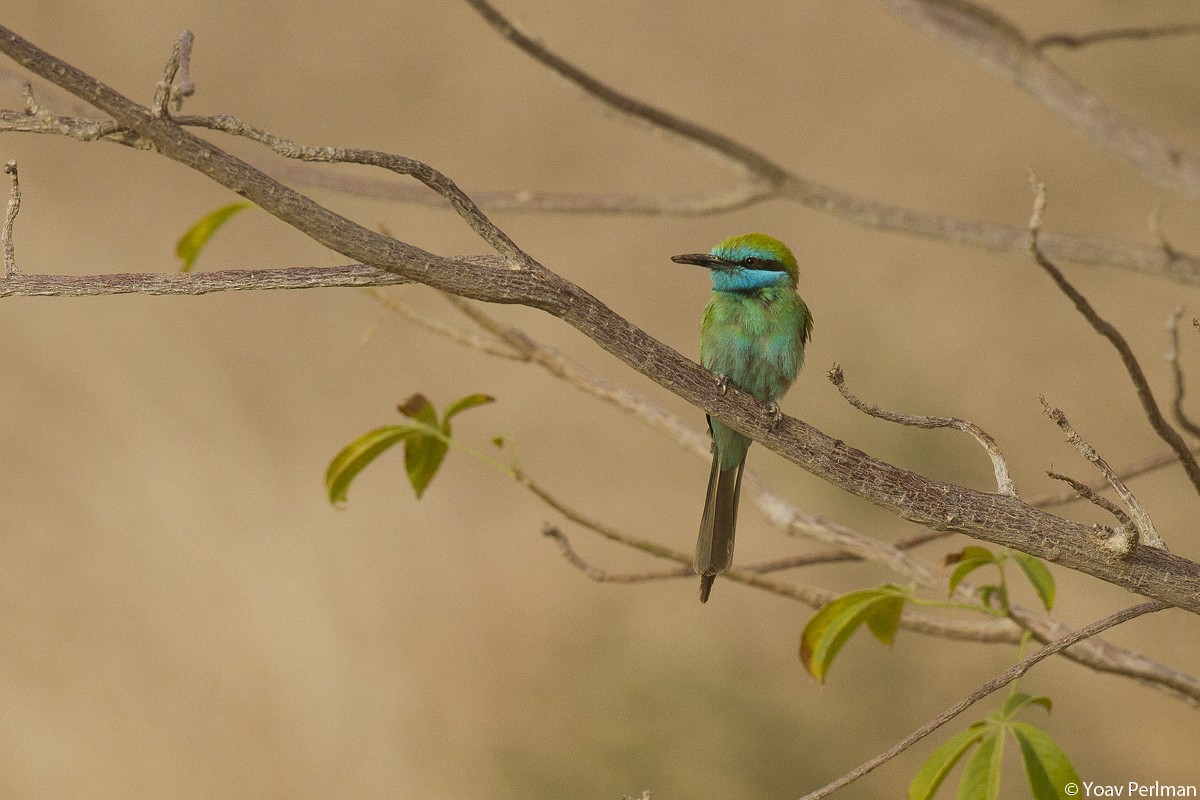 Arabian Green Bee-eater - ML91863561