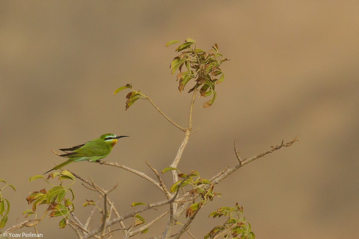 Blue-cheeked Bee-eater - ML91863591