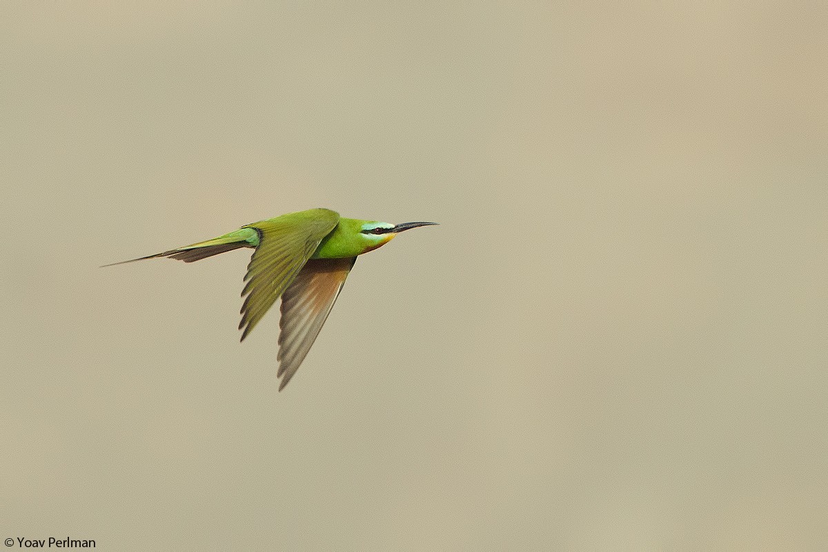 Blue-cheeked Bee-eater - Yoav Perlman