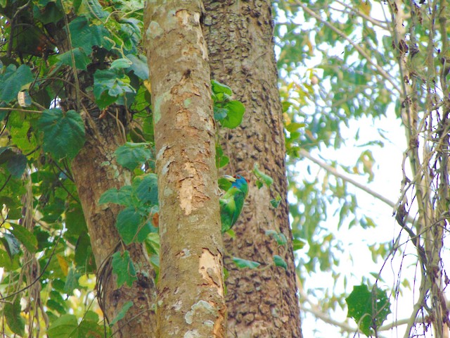 Bird in its habitat; Assam, India. - Blue-throated Barbet - 