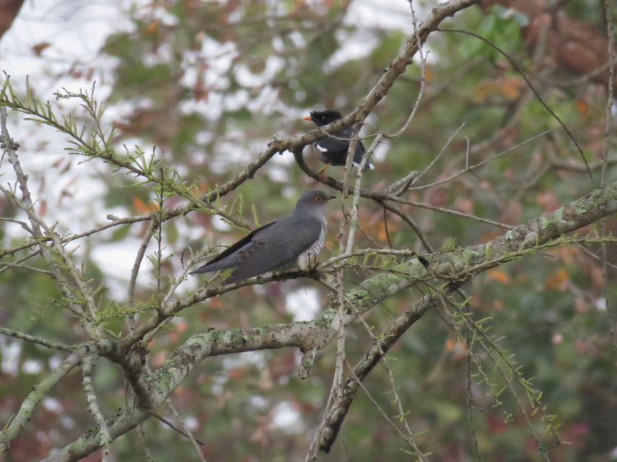 Common Cuckoo - ML91867591