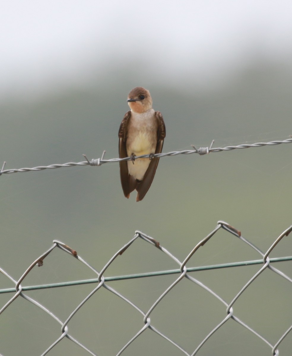 Southern Rough-winged Swallow - ML91869431
