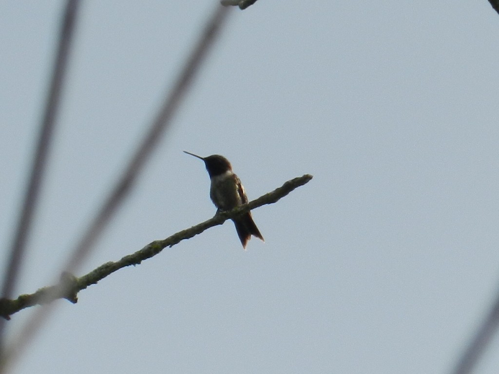 Ruby-throated Hummingbird - ML91869751