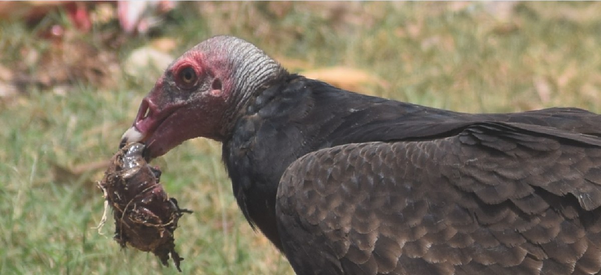 Turkey Vulture - Alfredo Marín