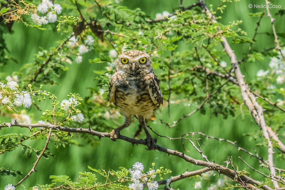 Burrowing Owl - Alfredo Marín