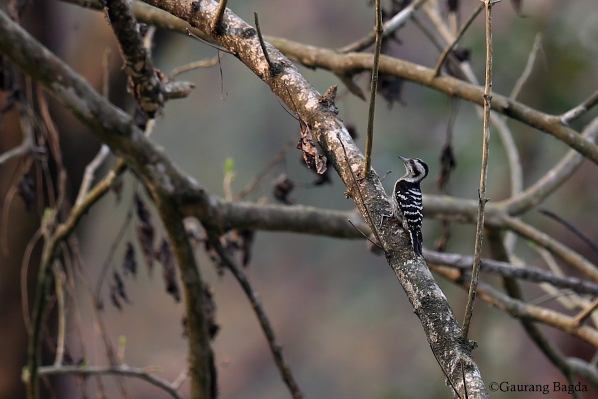 Gray-capped Pygmy Woodpecker - Gaurang Bagda