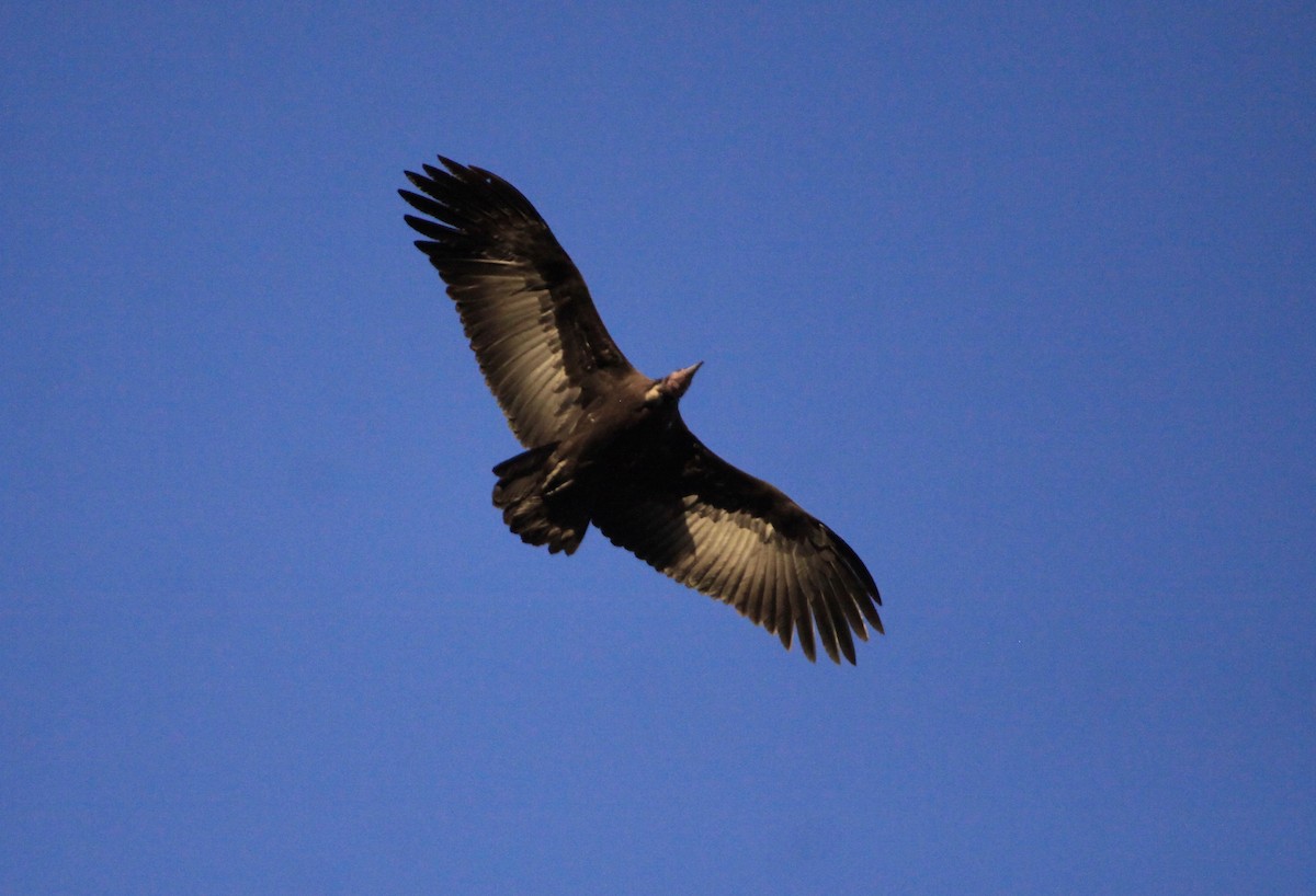 Hooded Vulture - Roger Clark