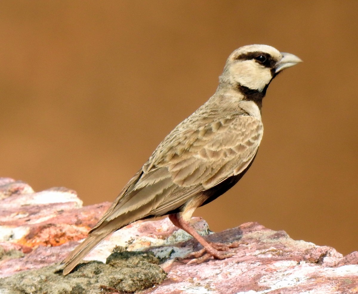Ashy-crowned Sparrow-Lark - Yousaf Olavilam