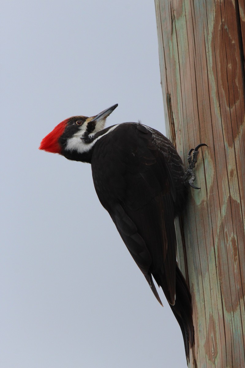 Pileated Woodpecker - ML91885511