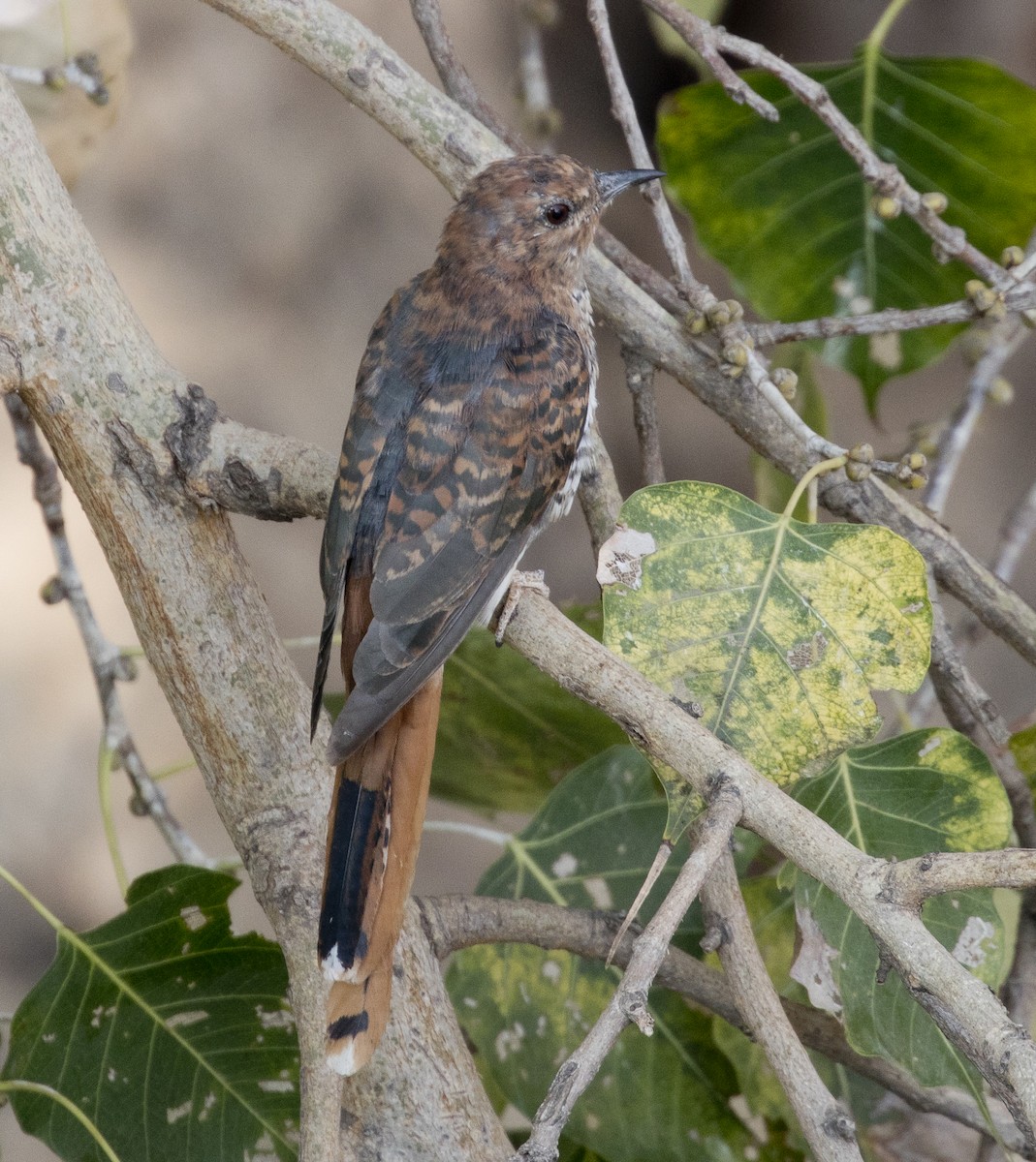 Gray-bellied Cuckoo - Swetha Krishna