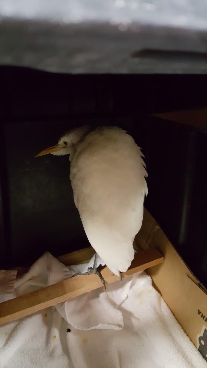 Чапля єгипетська (підвид ibis) - ML91888971