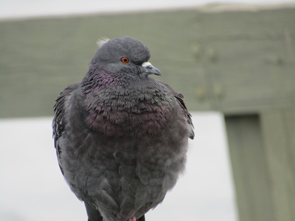 Rock Pigeon (Feral Pigeon) - ML91889711