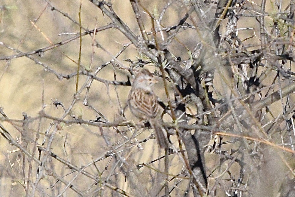Rufous-winged Sparrow - ML91891311
