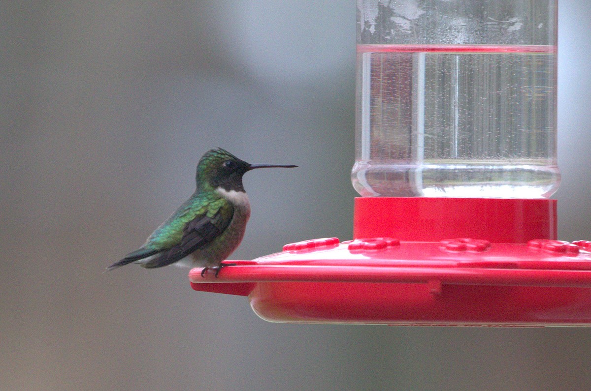 Ruby-throated Hummingbird - ML91896601