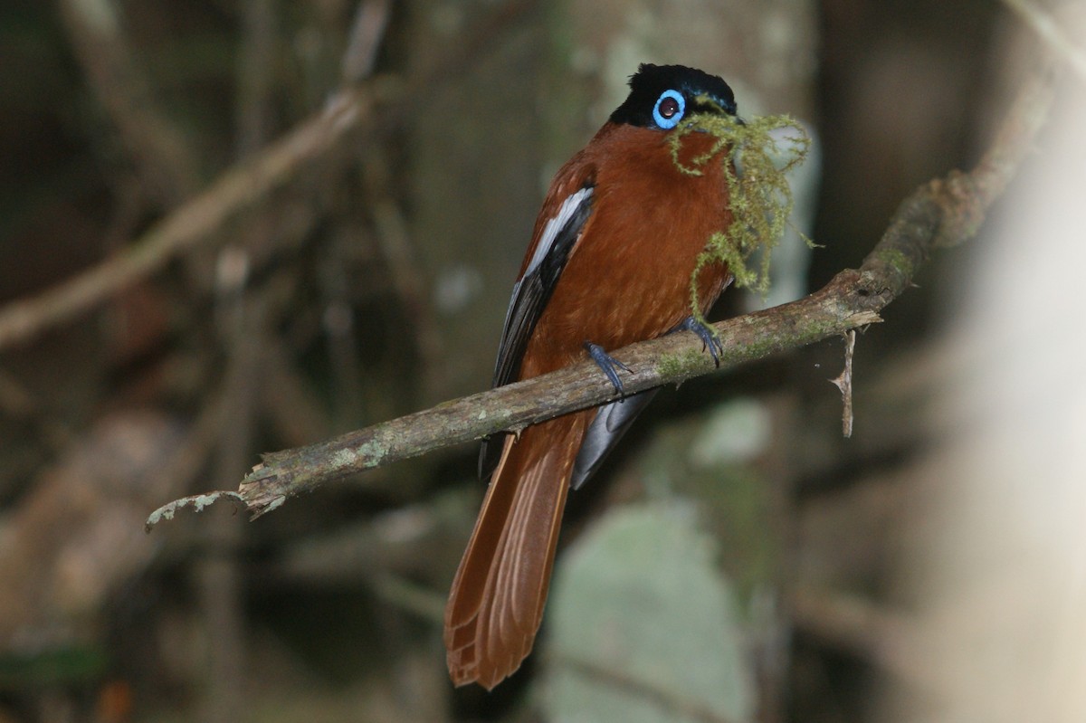 Malagasy Paradise-Flycatcher (Malagasy) - ML91896981