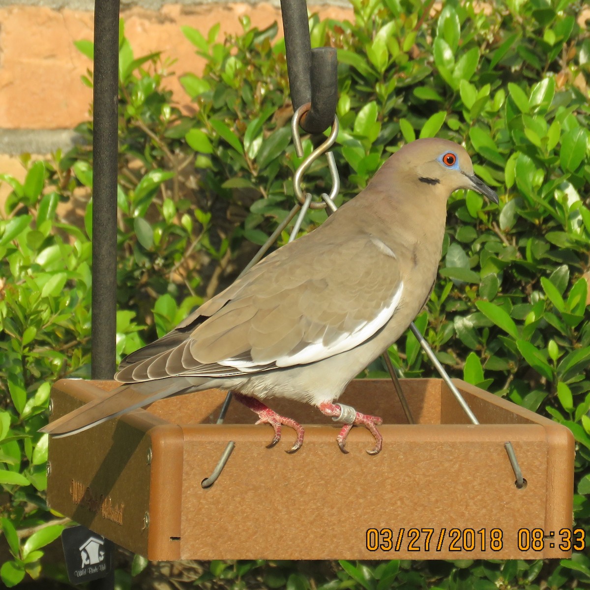 White-winged Dove - ML91898071