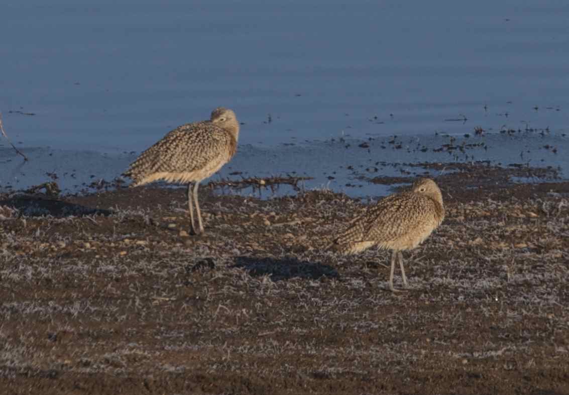 Long-billed Curlew - Kaitlin Backlund