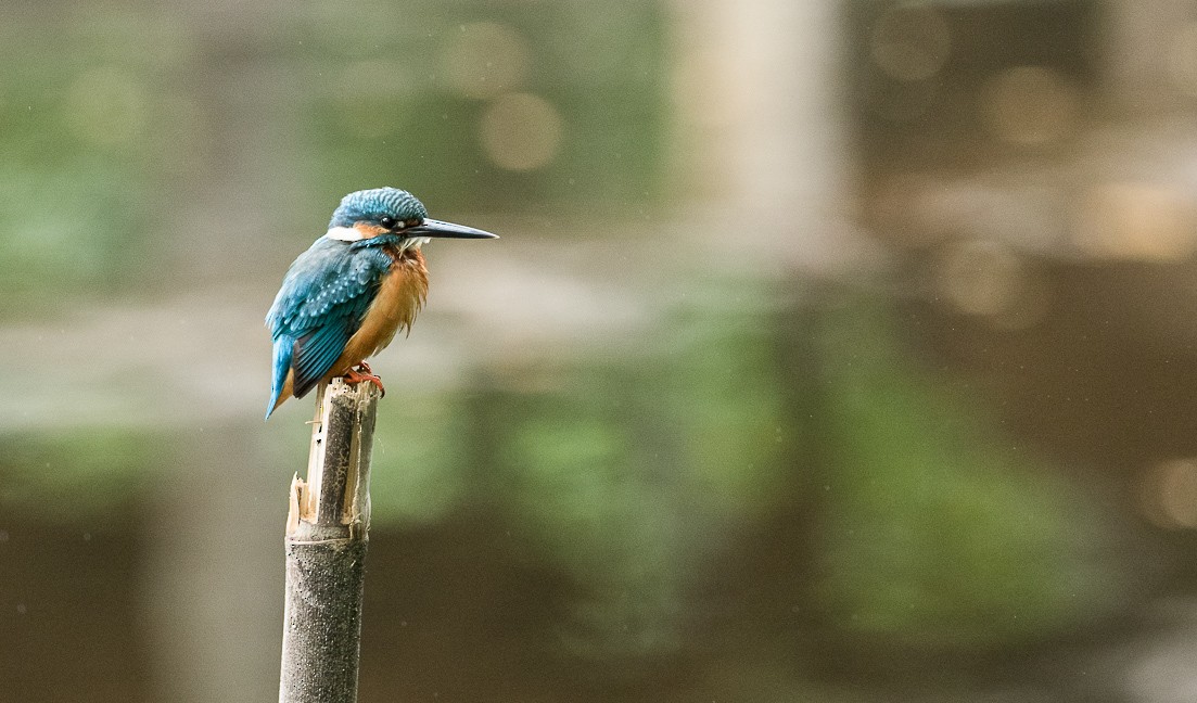 Common Kingfisher (Common) - Forest Botial-Jarvis